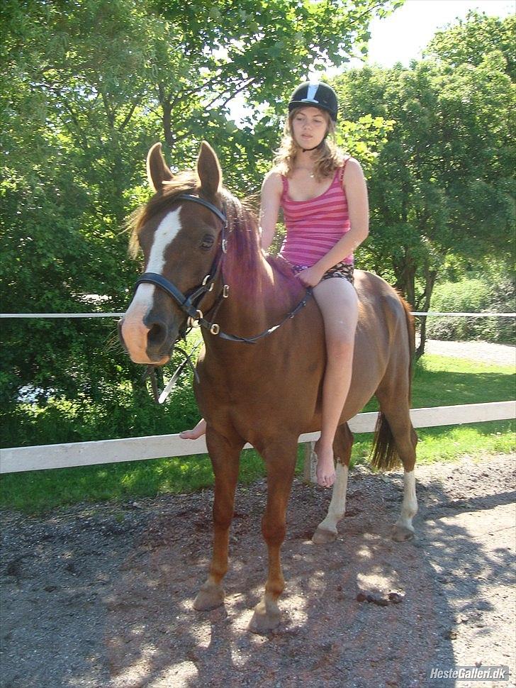 Arabisk fuldblod (OX) Skovlys Tonado billede 20