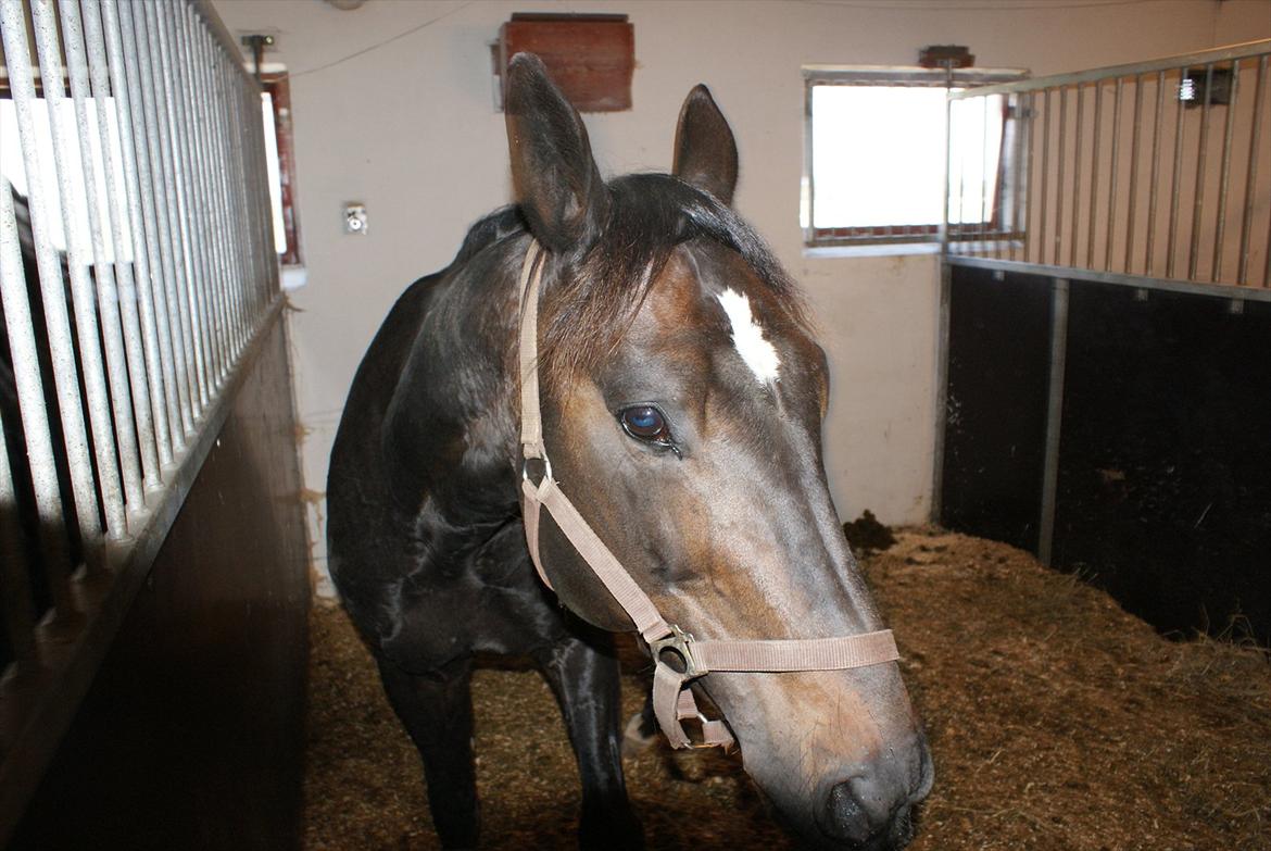 Traver Denys Langkjær - Denys Langkjær 2008 billede 4