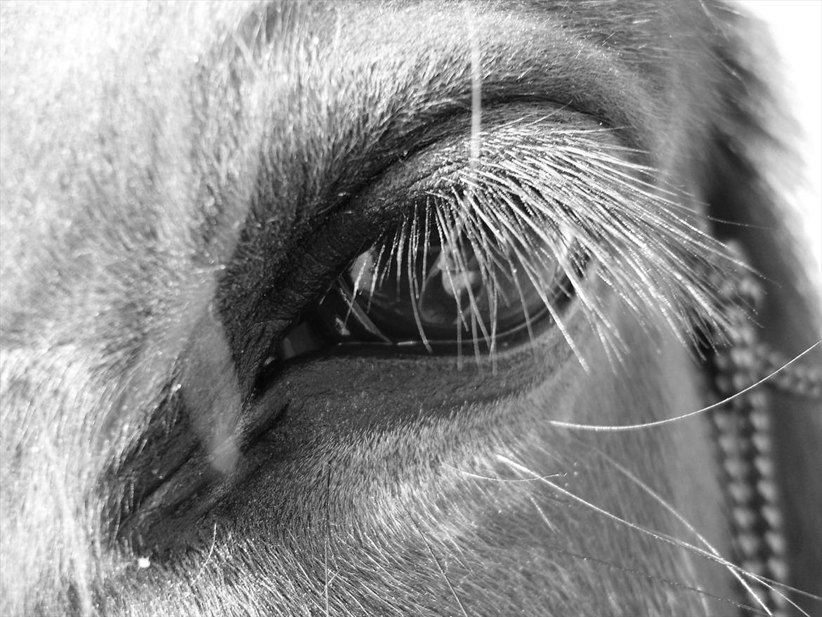 Standardbred Pettachi | Charlie - Foto: Mig | Ro og pålidelig hed er hvad de øjne udstråler.  billede 14