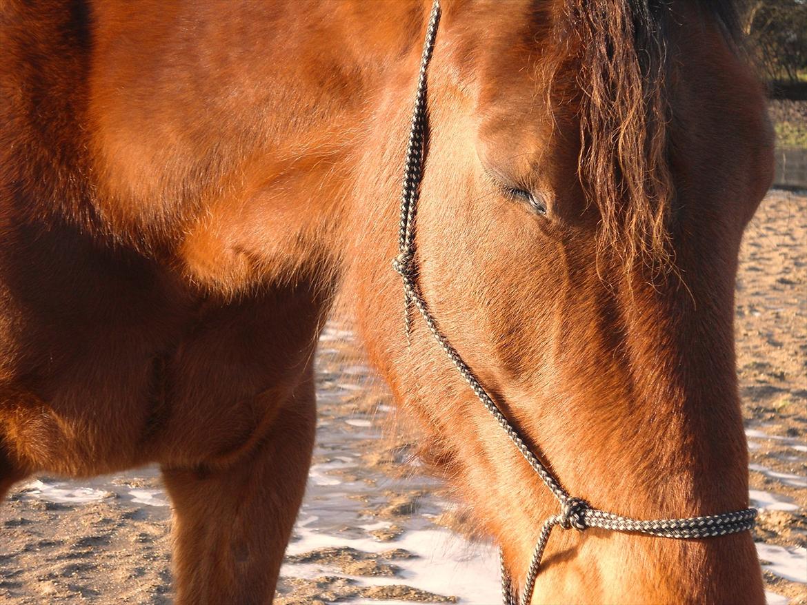 Standardbred Pettachi | Charlie - Foto: Mig | Min solstråle.  billede 4