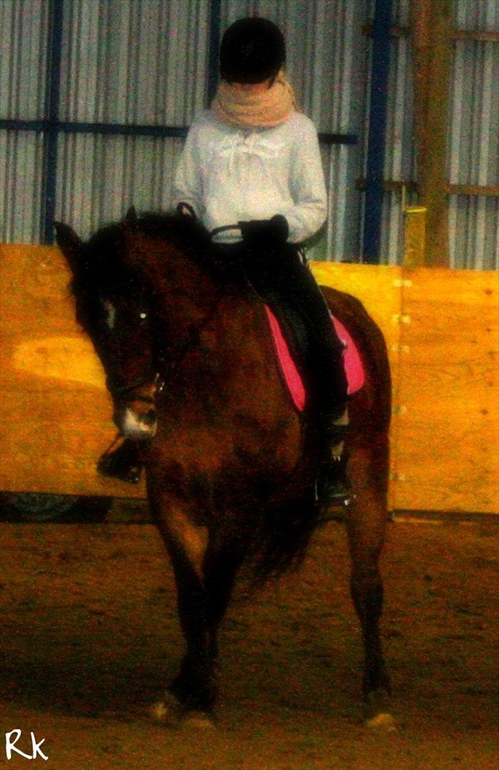 Knabstrupper Rughavens Fanny billede 9