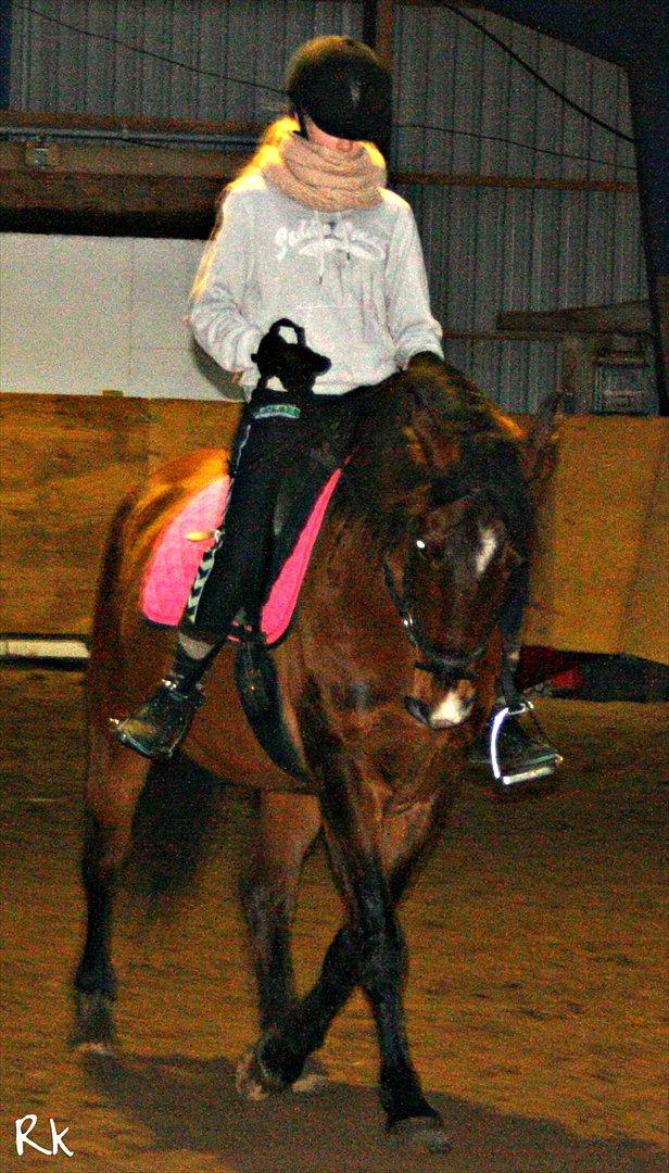 Knabstrupper Rughavens Fanny billede 17