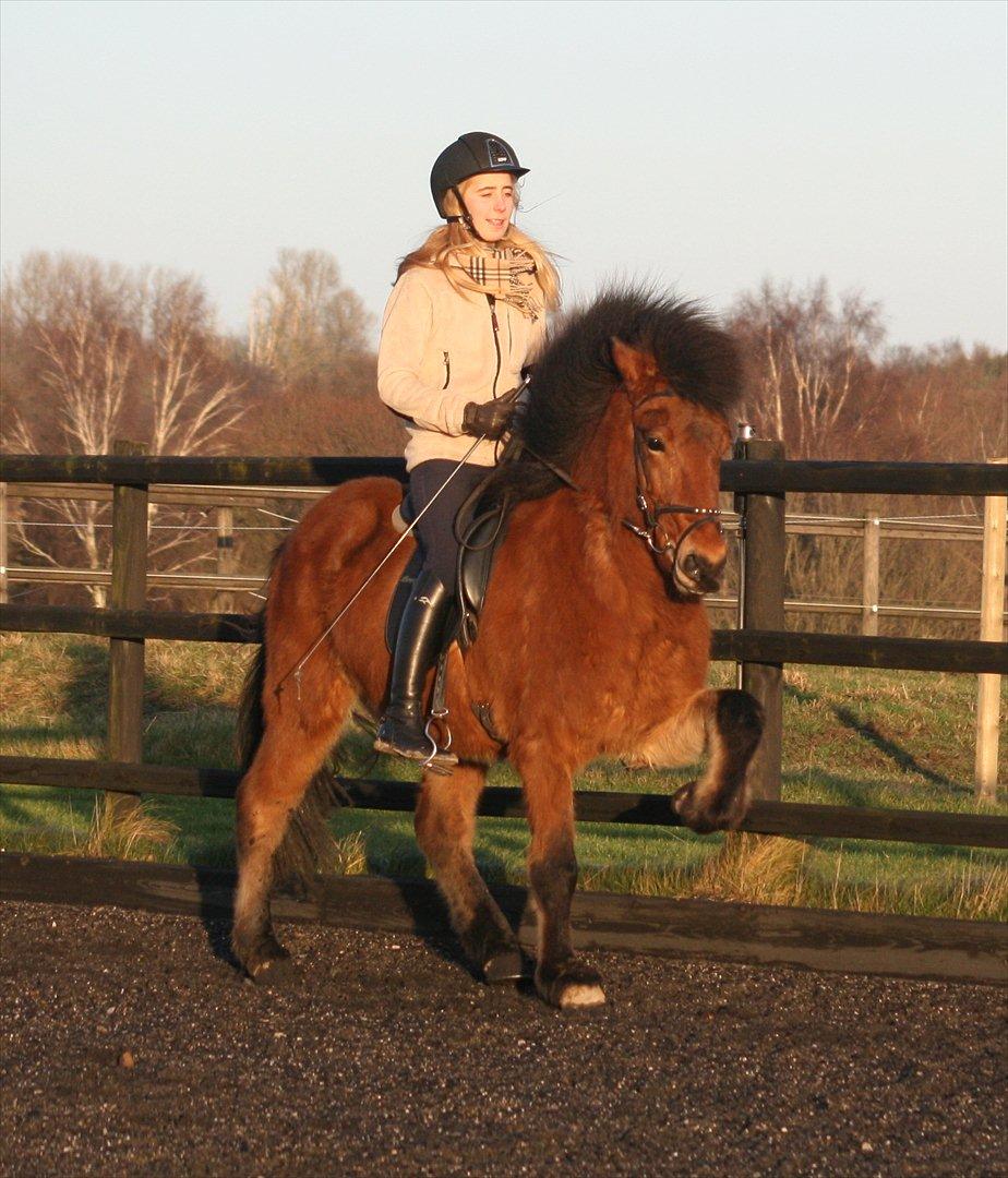 Islænder Lettir fra Skovbogaard - Tølt den 24 December 2011 <3 billede 6