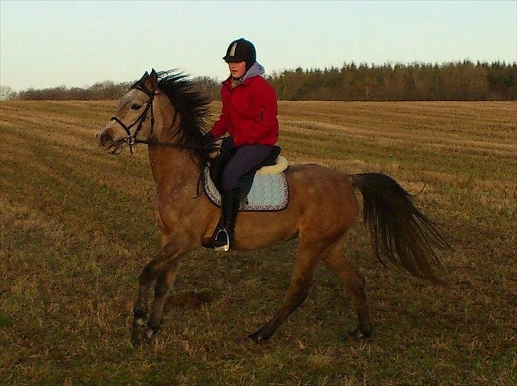 Arabisk fuldblod (OX) Fordianka Khan SOLGT!! - 06-01-12 
 billede 3