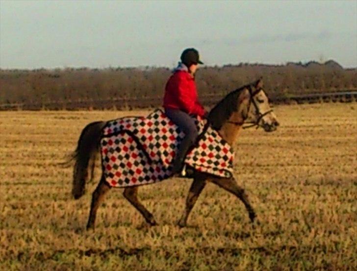 Arabisk fuldblod (OX) Fordianka Khan SOLGT!! - 06-01-10 billede 15