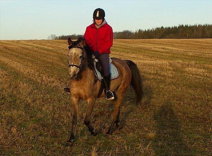 Arabisk fuldblod (OX) Fordianka Khan SOLGT!! - 06-01-12 billede 16