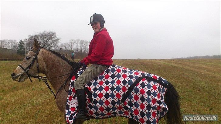 Arabisk fuldblod (OX) Fordianka Khan SOLGT!! - 24-12-11 billede 17