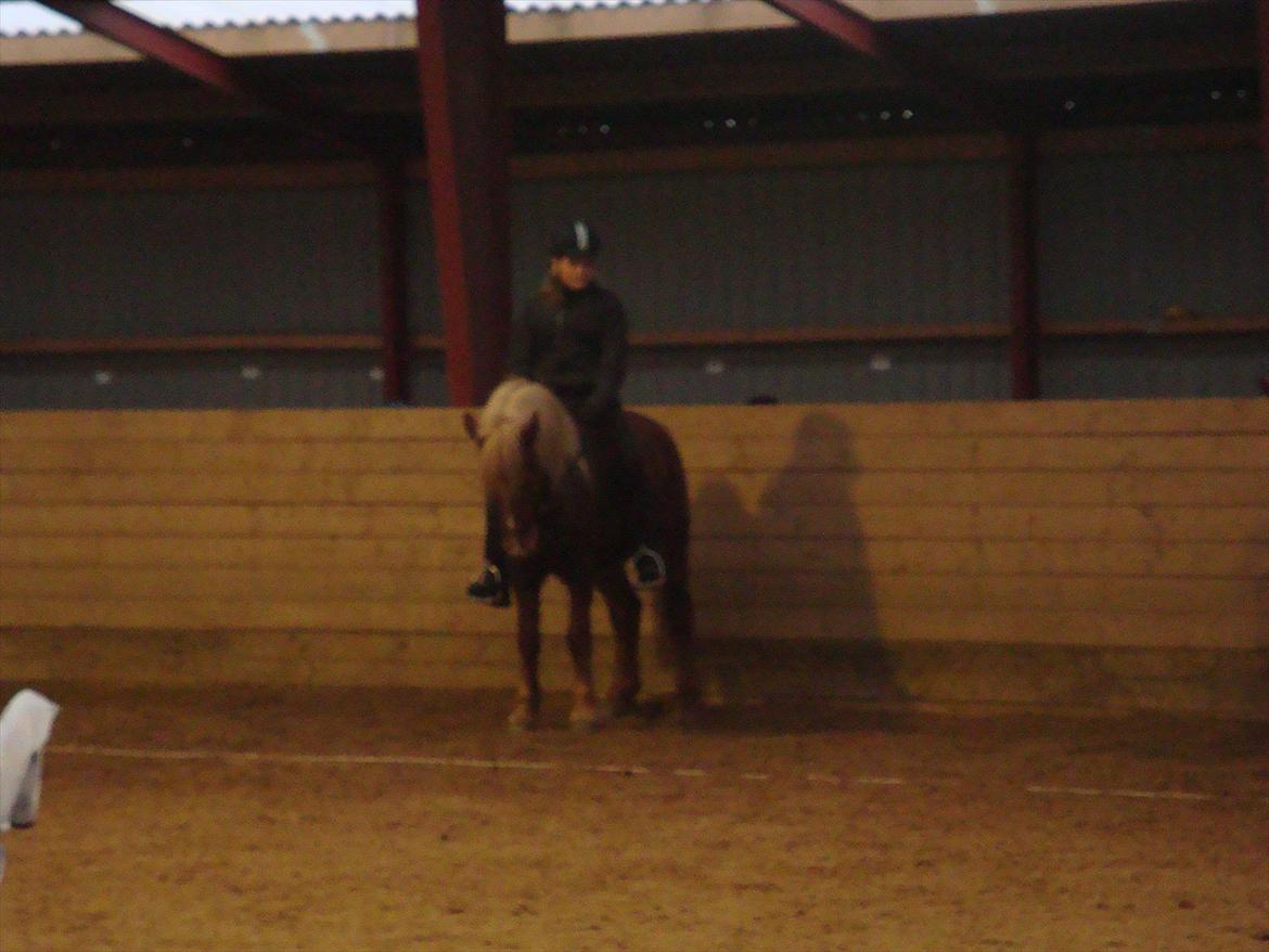 Islænder Disa Fra Fruehøj - Til Langtved stævne da vi venter på at blive kaldt ind til vores 1 plads! billede 2