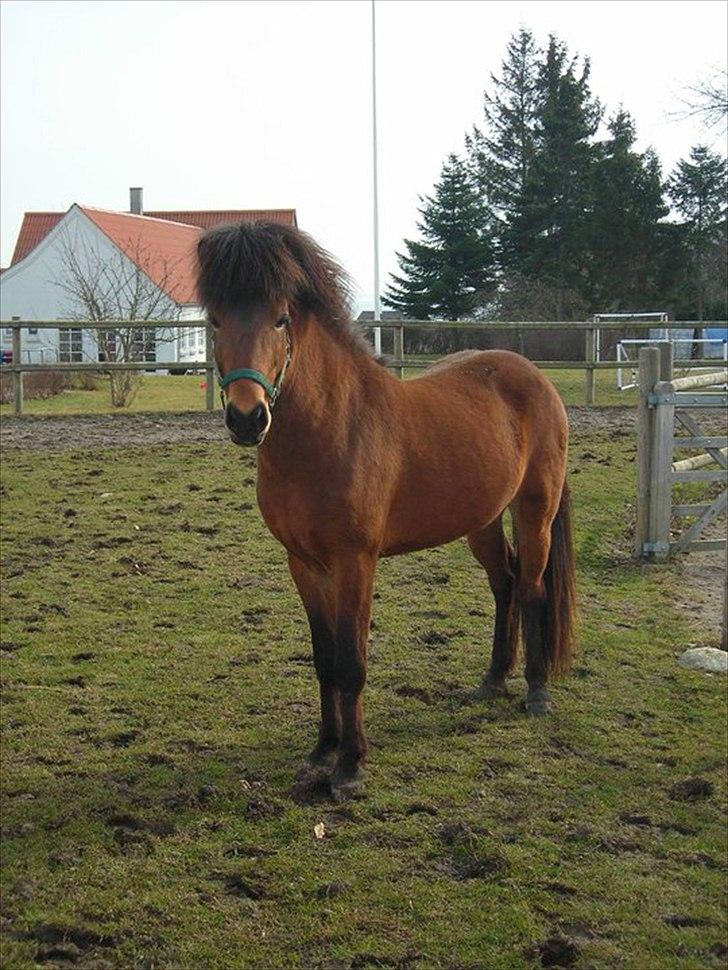 Islænder Lettir fra Skovbogaard billede 12