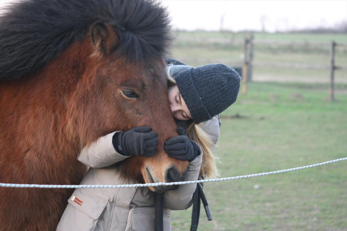 Islænder Lettir fra Skovbogaard billede 13