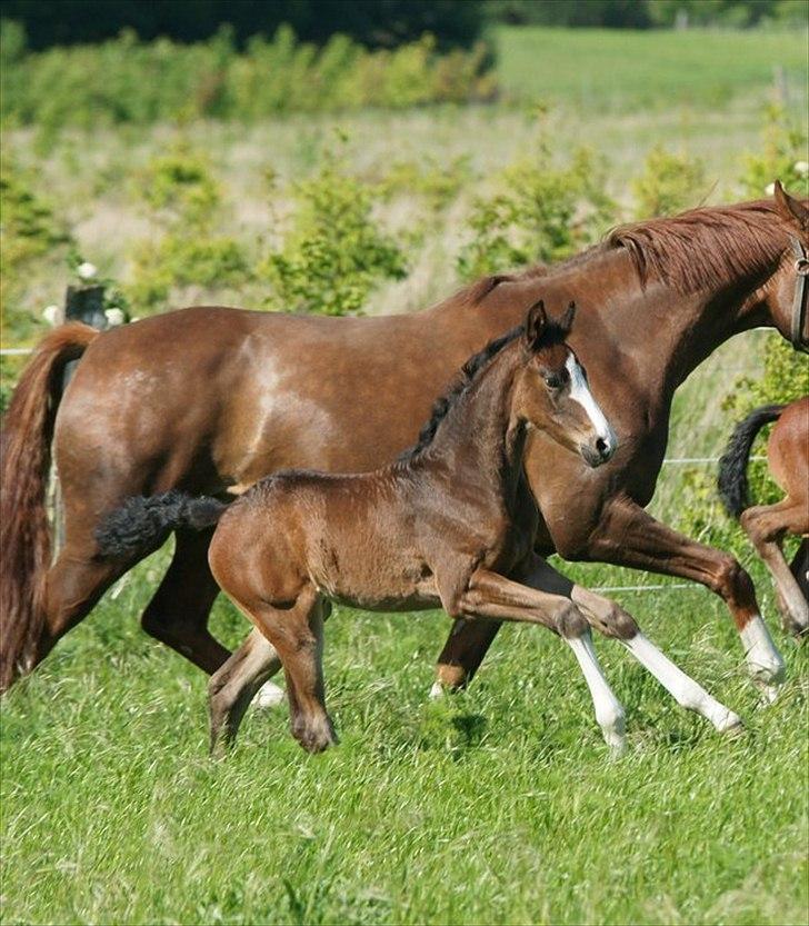 Dansk Varmblod Hoya´s Safira billede 2