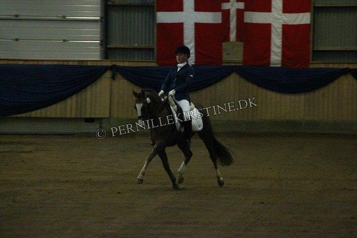 New Forest Gulliver V billede 11