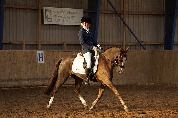 New Forest Gulliver V billede 8