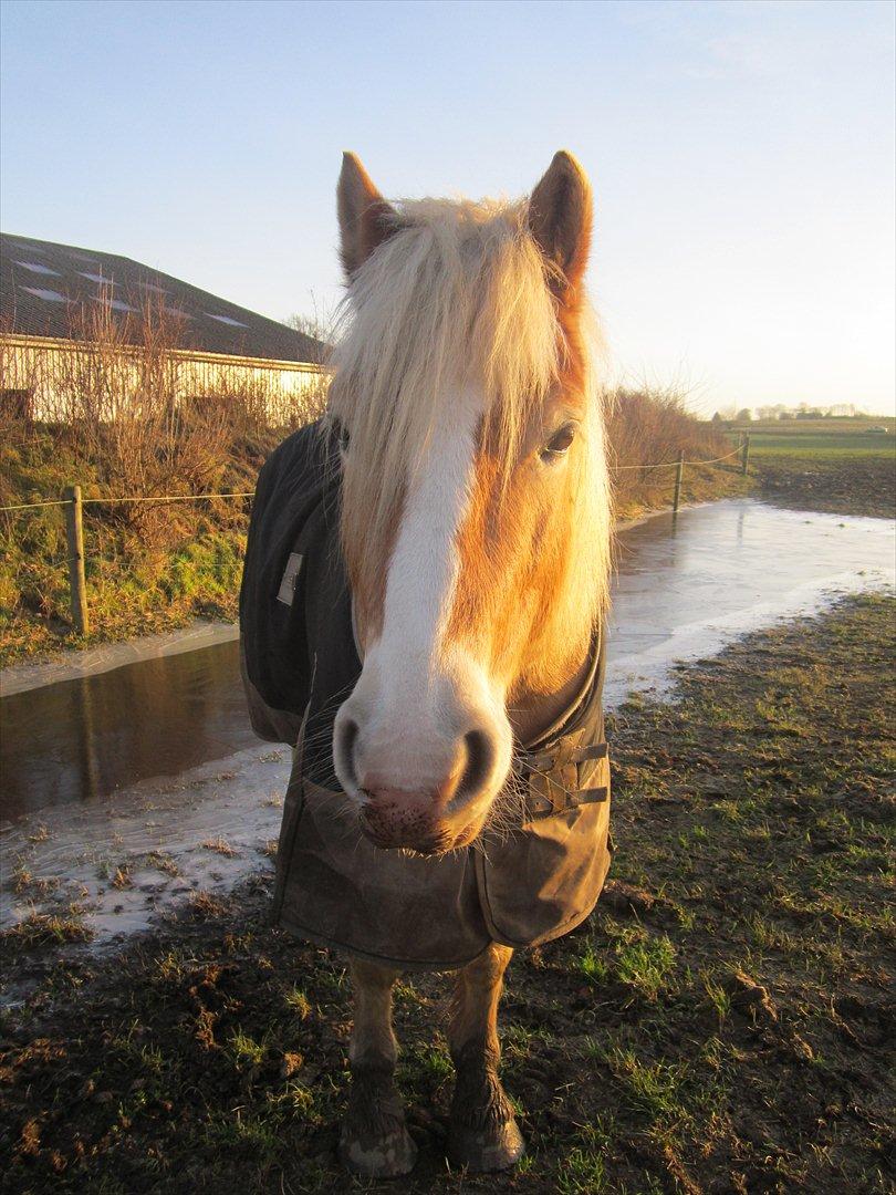 Haflinger Nemo Soldal - Nemo bassen på folden :) billede 4