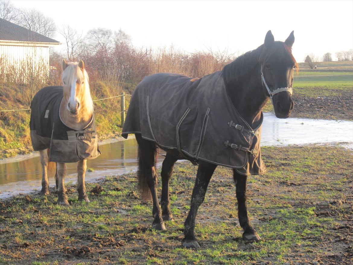 Haflinger Nemo Soldal - Nemo og Kanell :) billede 5