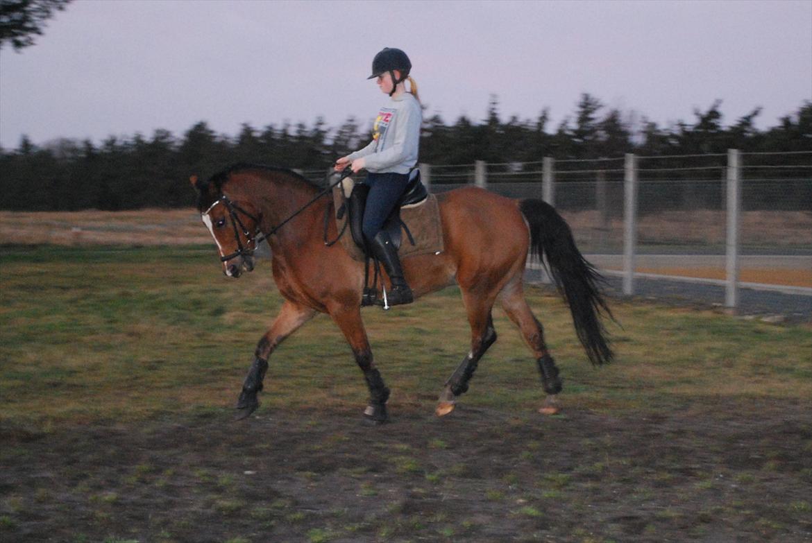 New Forest Kolbrie Prince Romeo - Trav. Træning d 6.1.2012 billede 7