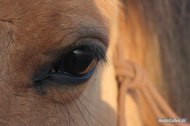 Anden særlig race Emma Merci (Min prinsesse) mit et & alt<3 - Smuk :*
Foto: KT billede 5