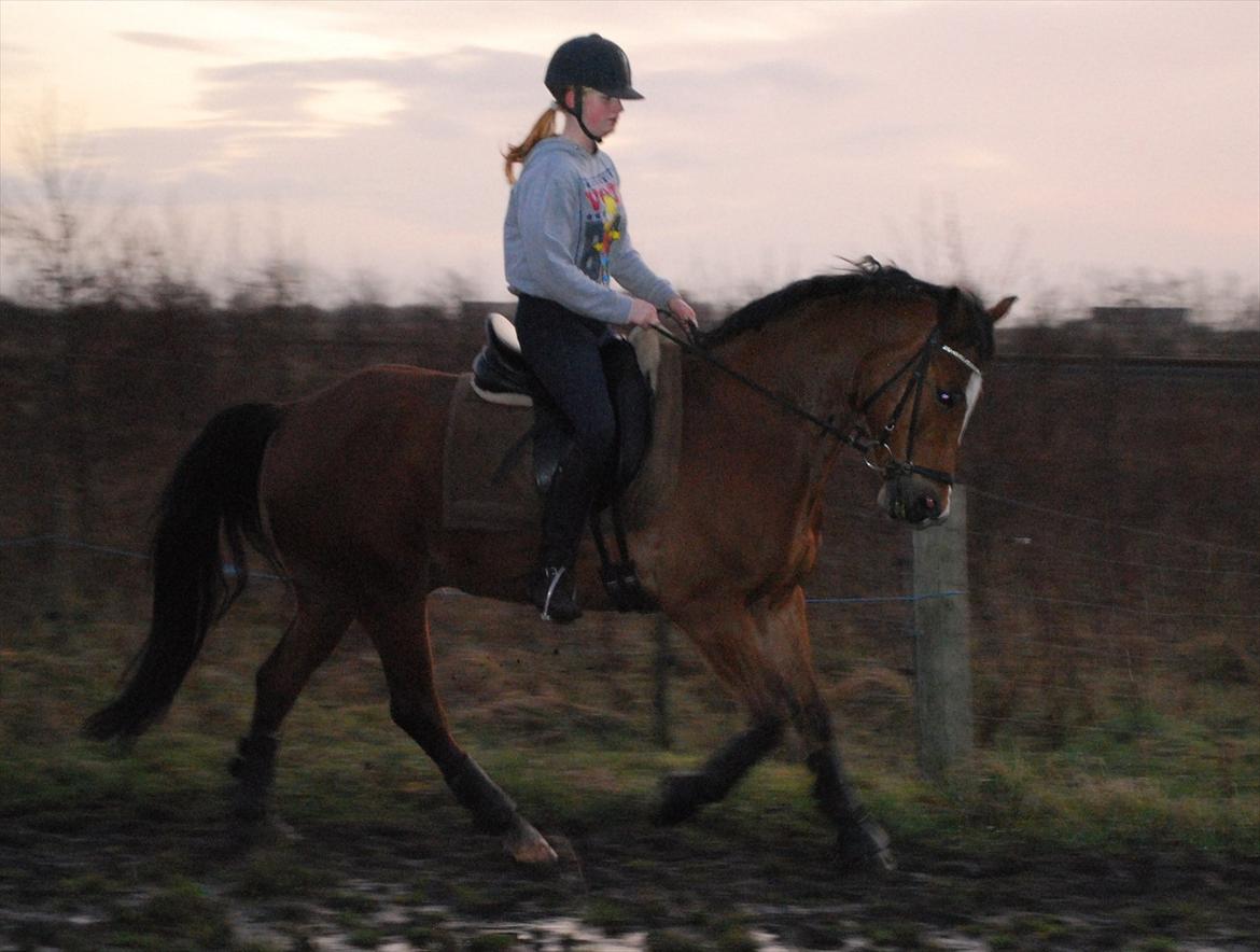 New Forest Kolbrie Prince Romeo - Galop.. : D  billede 8