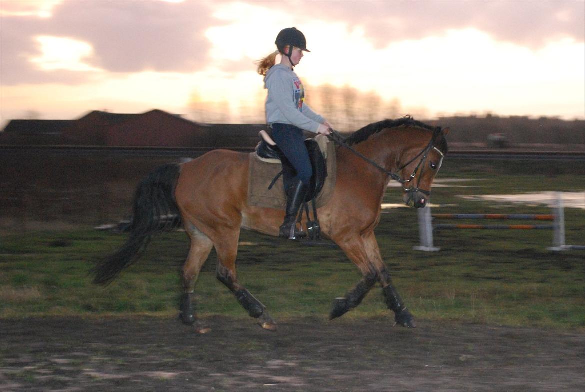 New Forest Kolbrie Prince Romeo - Træning D 6.01.2012 billede 9