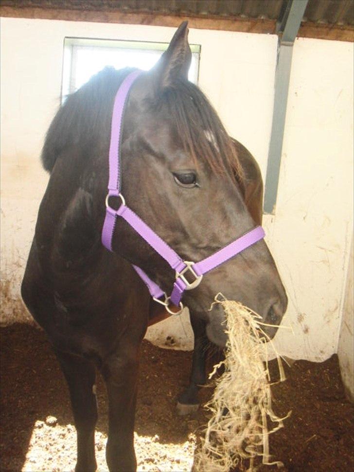 Oldenborg Sokhøjs Felix billede 13