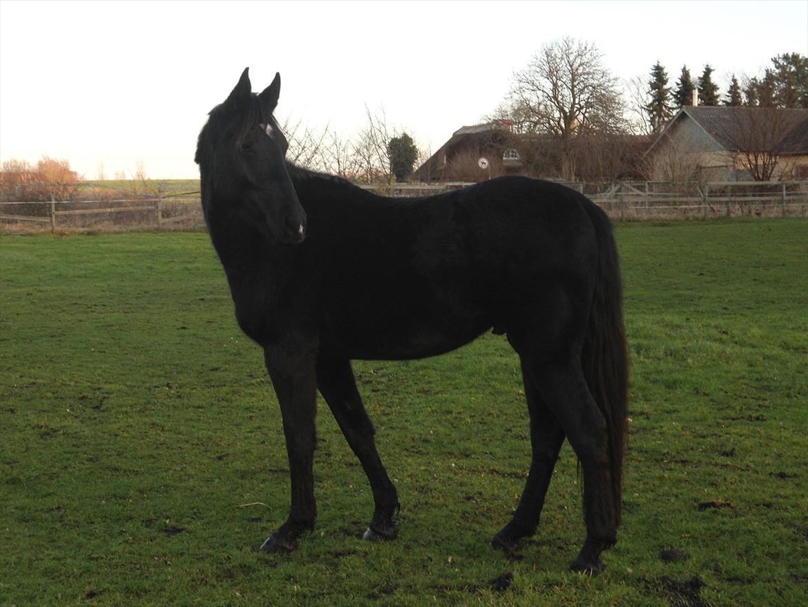 Oldenborg Sokhøjs Felix - Nyt 06/1-2012 billede 14