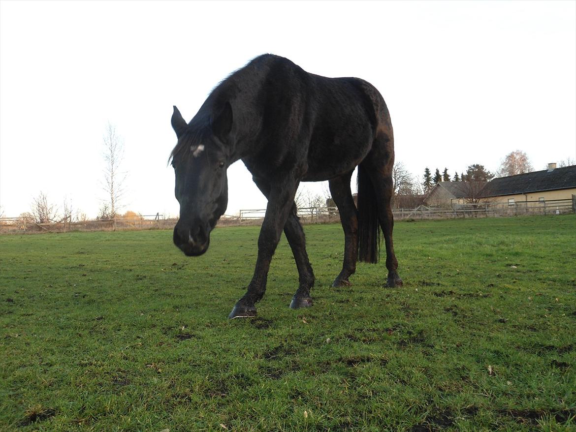 Oldenborg Sokhøjs Felix - Nyt 06/01-2012 billede 15