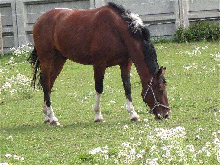 Anden særlig race Skovgaardens Nuqqie nudjive <3 - Billede 9.Bassen på ridelejr hos Astrid.. (2011)
Foto: Astrid bjerre.. :) billede 9