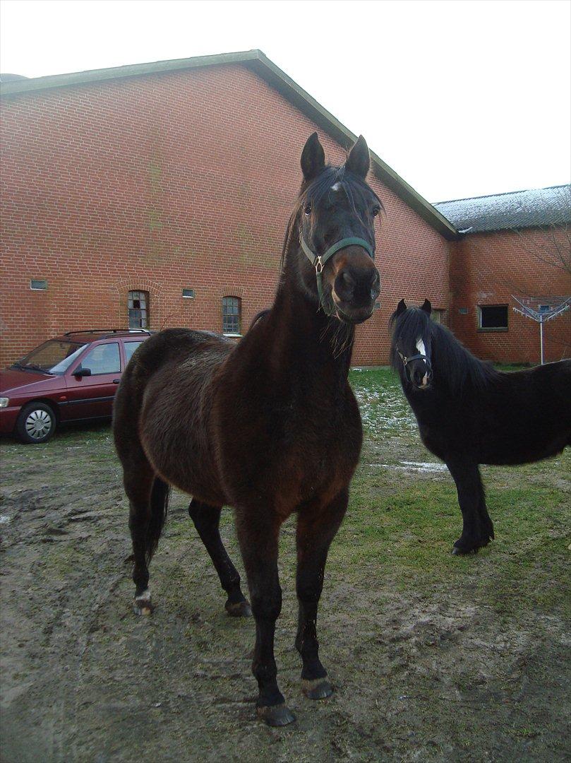 Traver Rabel aka Giraffen SOLGT<3 billede 20