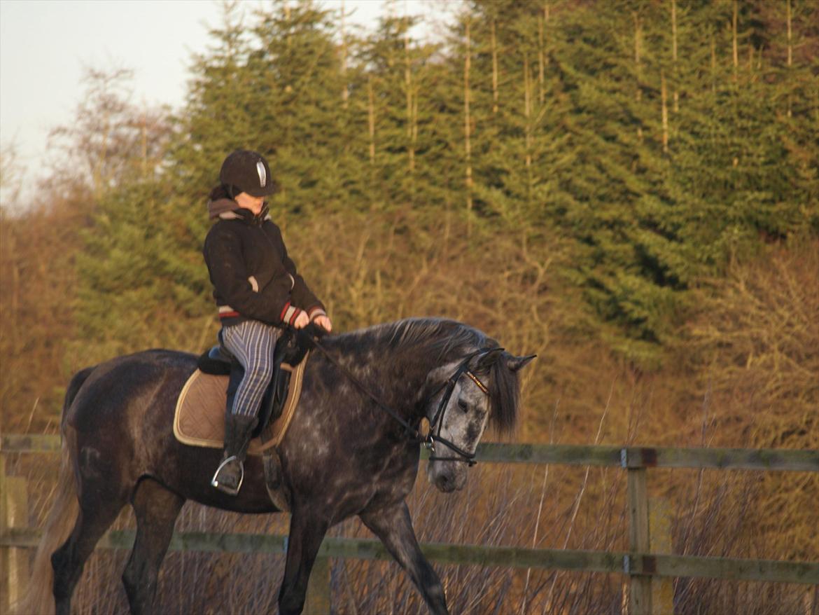 Lusitano Campeã *grand danois* billede 17