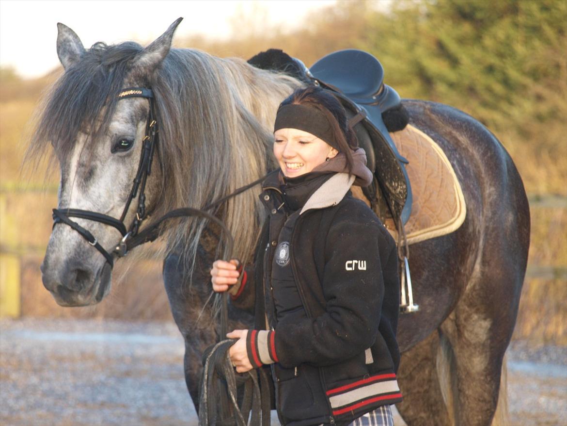 Lusitano Campeã *grand danois* billede 18