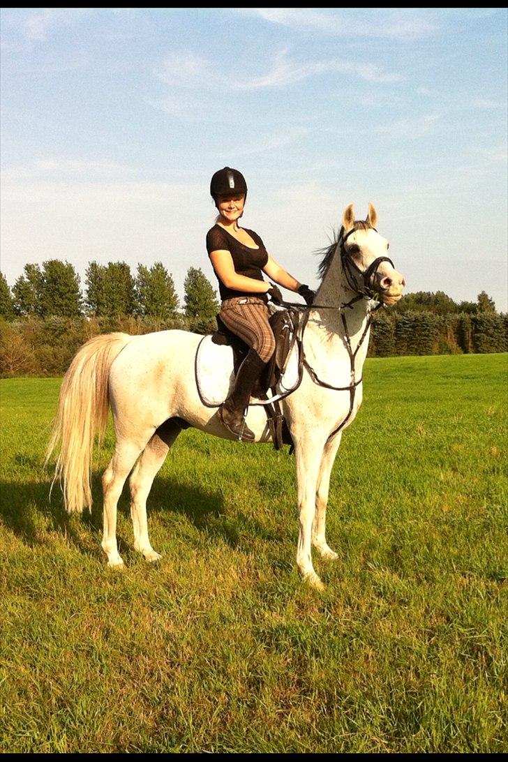 Anden særlig race Egelys Prins Abdullah  - Lysthøjgård - 2011 billede 3