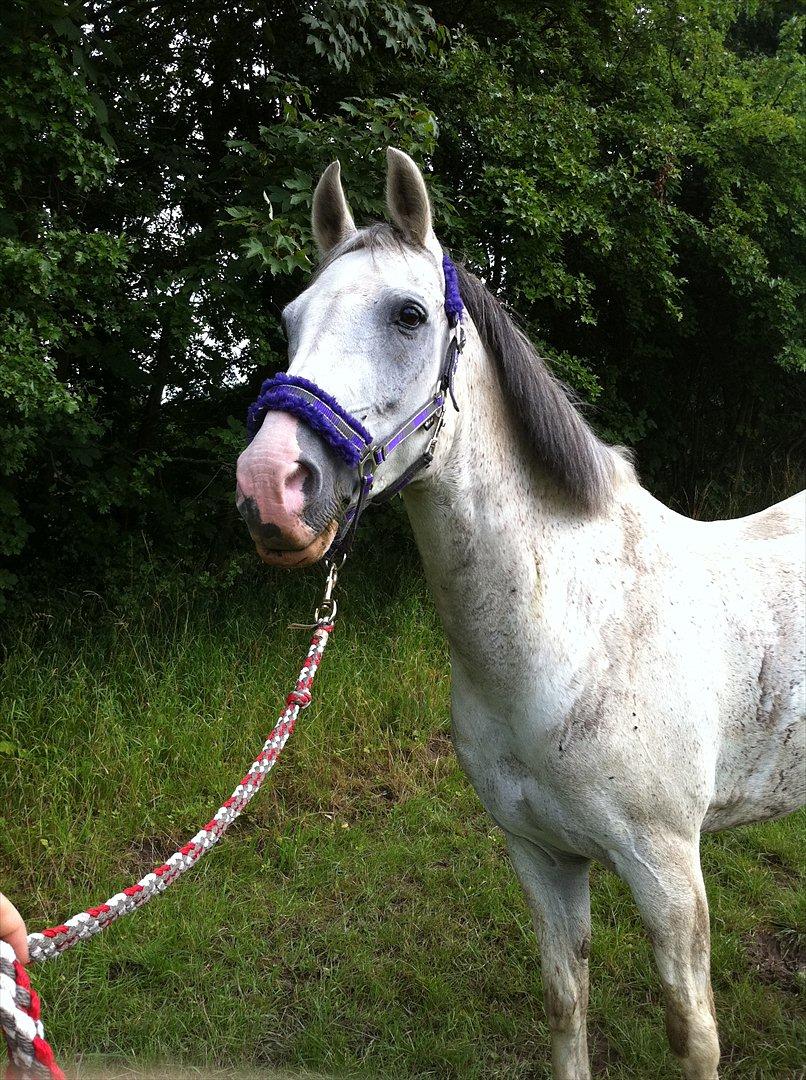 Anden særlig race Egelys Prins Abdullah  - Ærtebjerggård - 2011 billede 4
