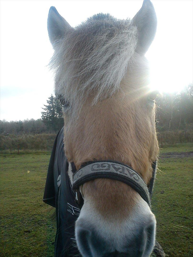 Fjordhest Conrad billede 1