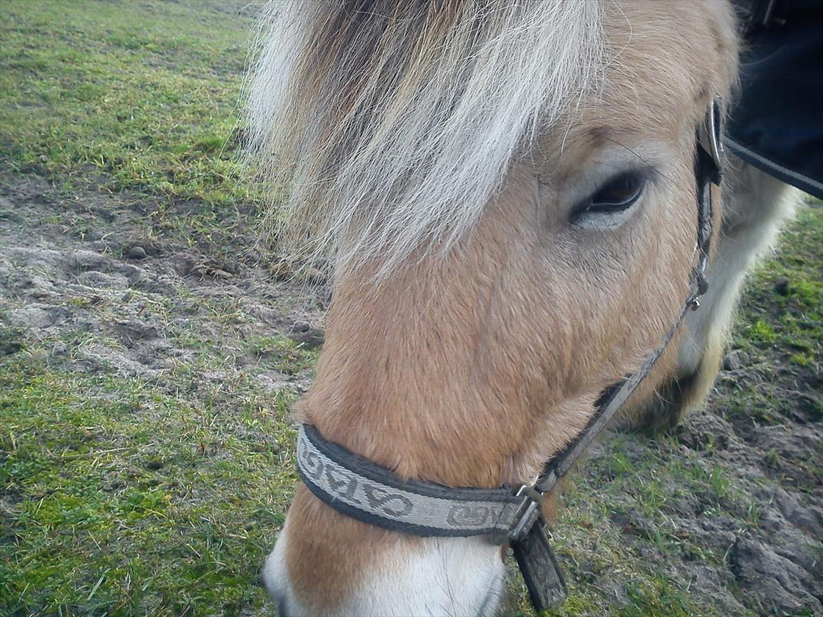 Fjordhest Conrad billede 2