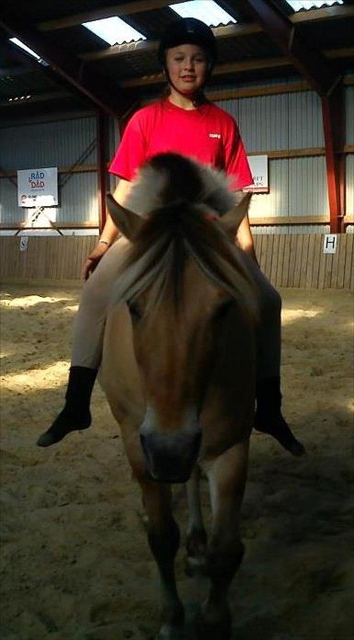 Fjordhest Conrad billede 3