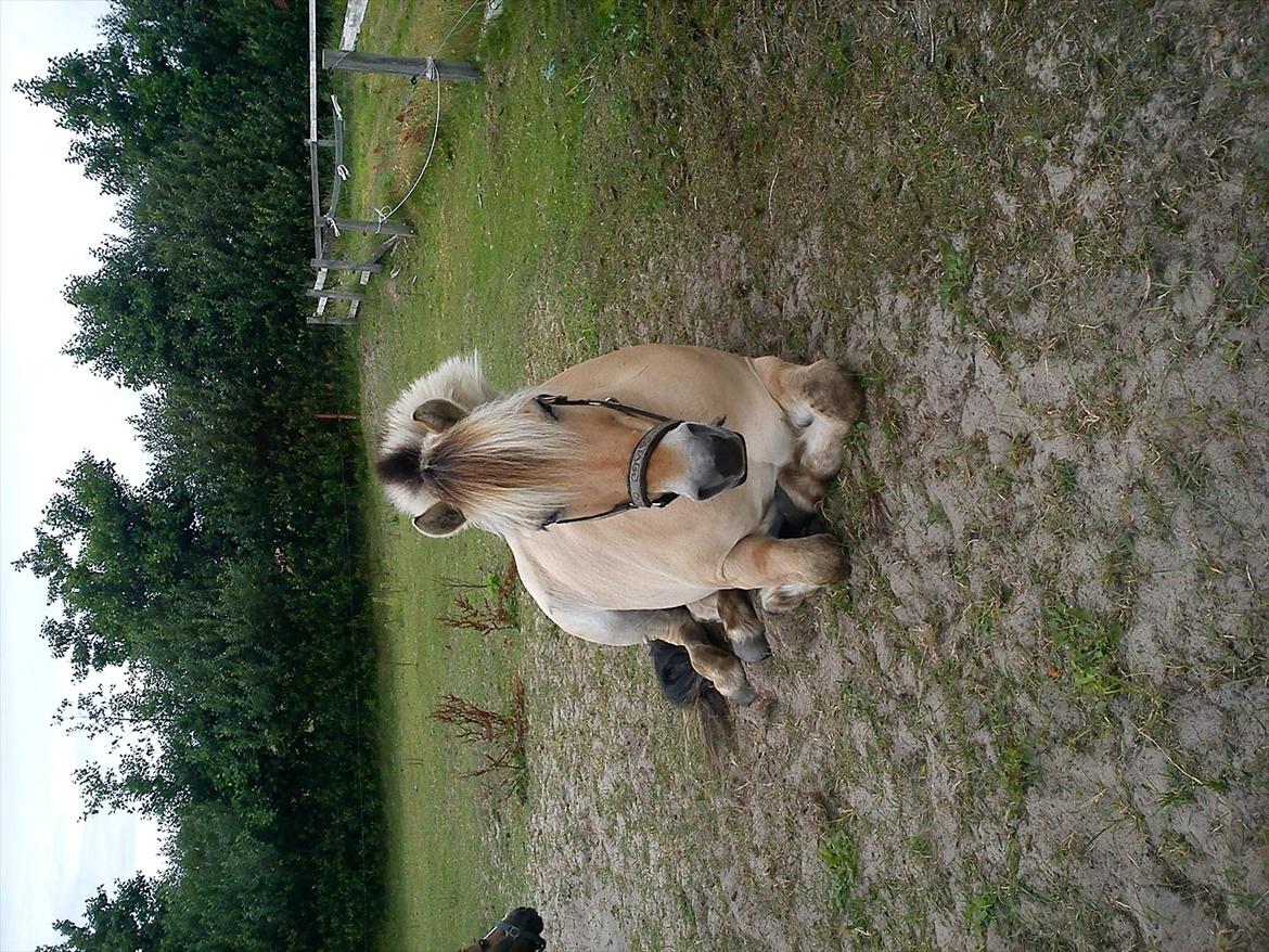 Fjordhest Conrad billede 4