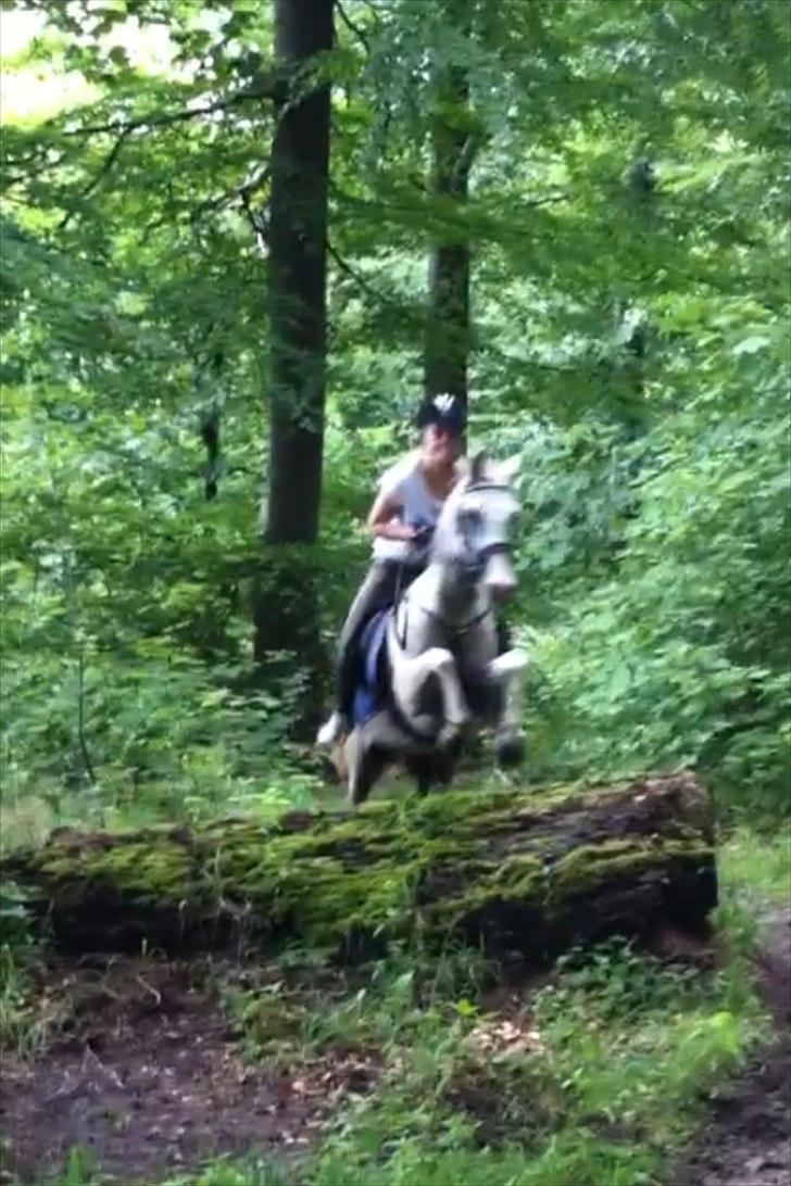 Anden særlig race Egelys Prins Abdullah  - Rudeskov <3  billede 9