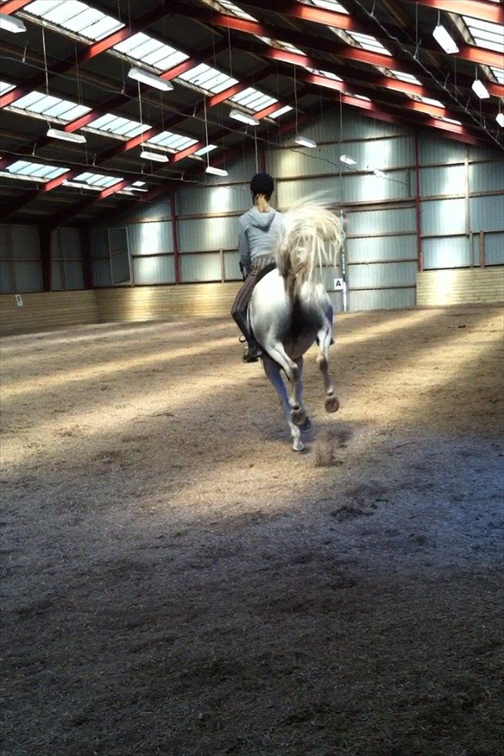 Anden særlig race Egelys Prins Abdullah  - Et lidt voldsomt gangement <3  billede 10