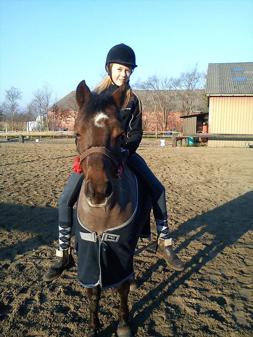 Welsh Pony (sec B) misty billede 12