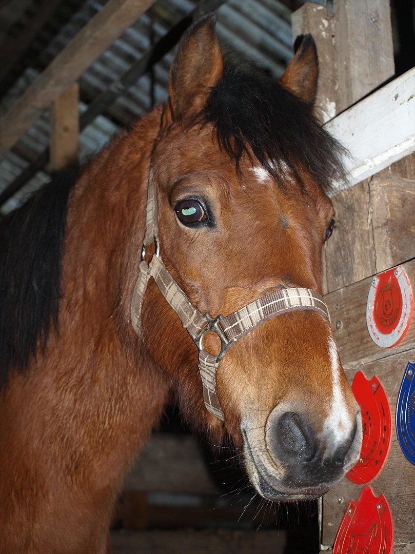 Anden særlig race Nikita *Prinsessen* - lille æble hest med æble læbestift og æble parfume på sin fødselsdag den 1.1.12  8 år gammel
hun savler på ens fingre og så kunne hun lige få det tilbage på halsen  billede 13