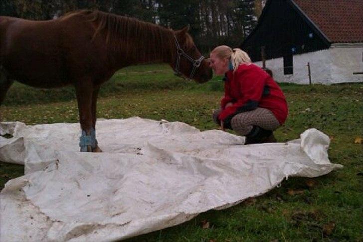 Welsh Pony (sec B) Bjerregårds Gandalf - Gandalf og Anja billede 6