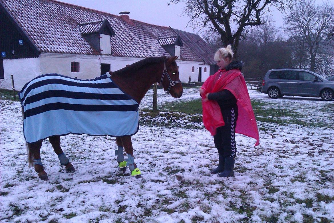 Welsh Pony (sec B) Bjerregårds Gandalf - "mh, gulerod?" billede 8