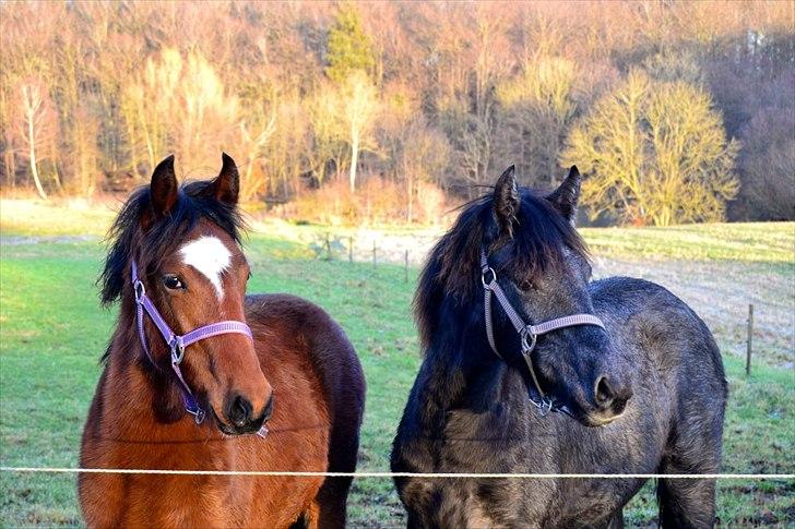 Mangalarga Marchador Girada vom Cassenshof - Mine prinsesser <3 Foto: Anna. billede 8