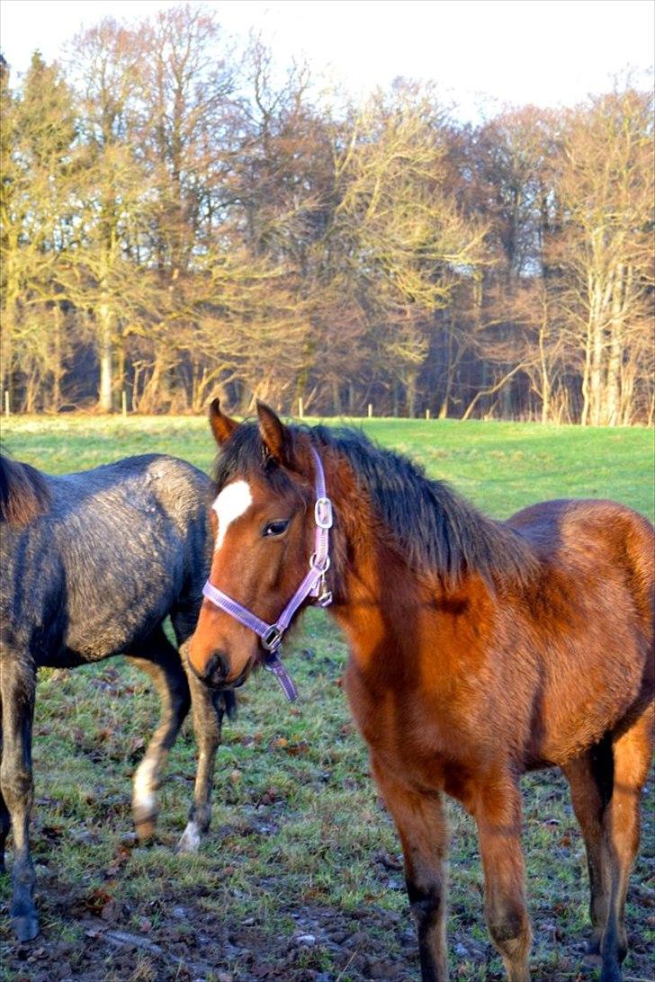 Mangalarga Marchador Girada vom Cassenshof - Foto: Anna. billede 4