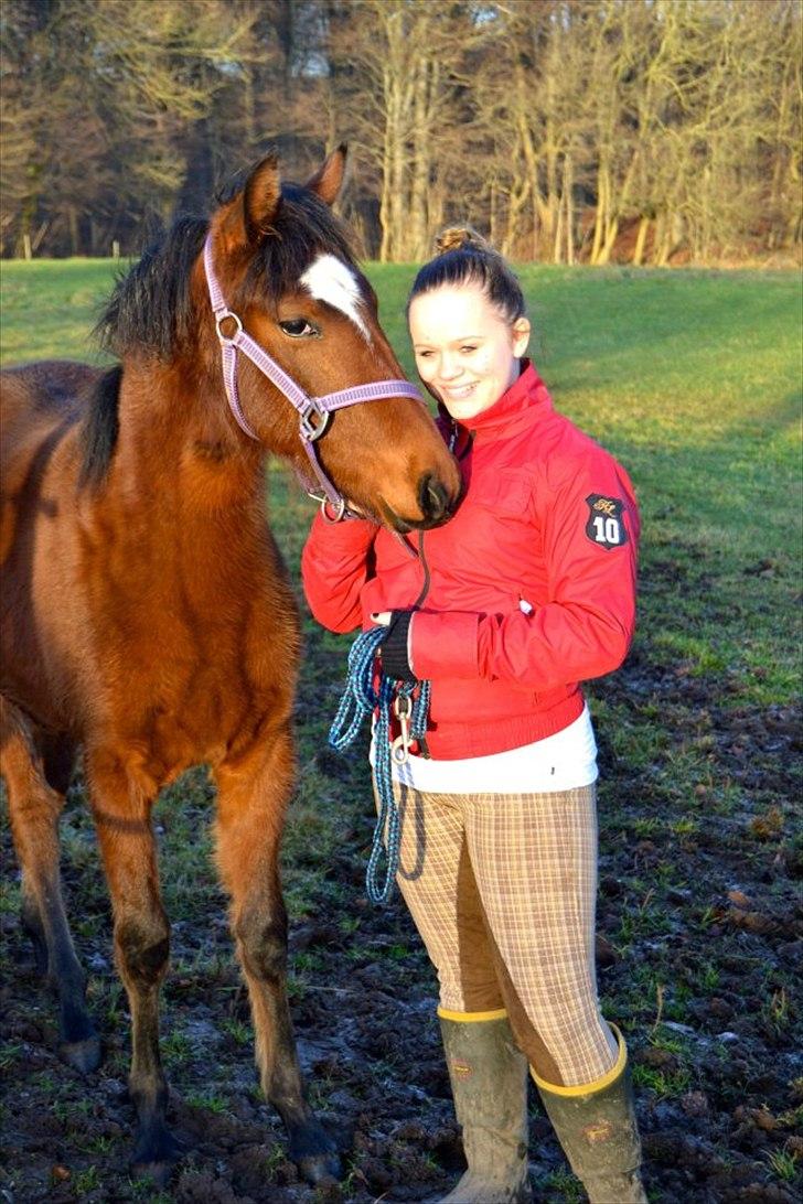 Mangalarga Marchador Girada vom Cassenshof - Min lille baby <3 <3 Foto: Anna. billede 2