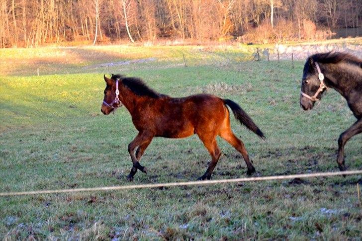 Mangalarga Marchador Girada vom Cassenshof - Foto: Anna. billede 6