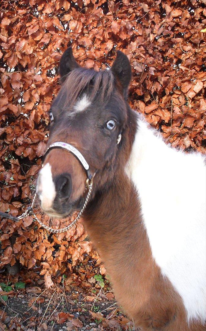 Amerikansk Miniature Teglmosens Afrodite West - Med dette billede fik Afrodite en 4 pl i Intershowhorse december månde 2011
 billede 1