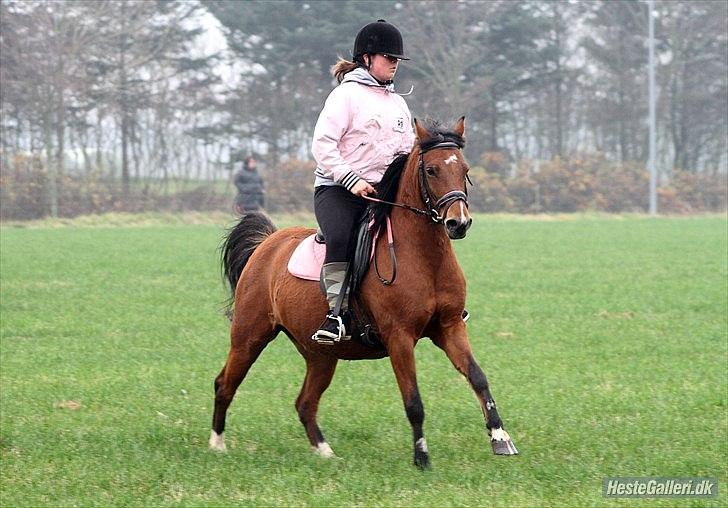 Anden særlig race Nikita *Prinsessen* - hubertusjagt 3 plads er stolt af min lille hest billede taget af Marianne Ejby  billede 12