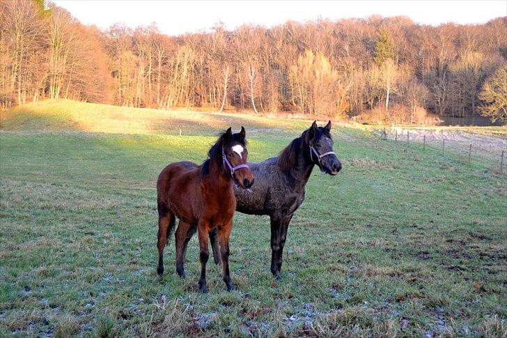 Mangalarga Marchador Girada vom Cassenshof - Foto: Anna. billede 15