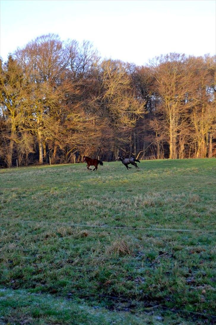 Mangalarga Marchador Girada vom Cassenshof - Foto: Anna. billede 16